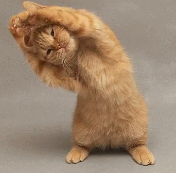 Hola Cat GIF - Hola Cat Stretch GIFs