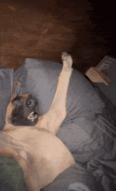 a dog is laying on its back on a bed with its paw up