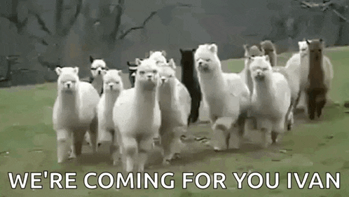 a herd of llamas running in a field with the words `` we 're coming for you ivan '' written below them .