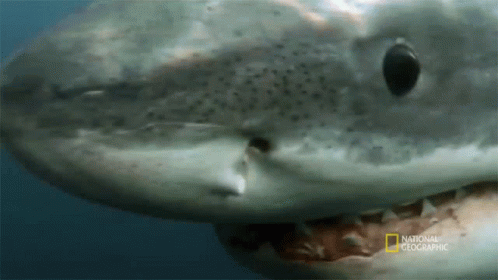 Looking For Food When Sharks Attack GIF - Looking For Food When Sharks Attack Hungry GIFs