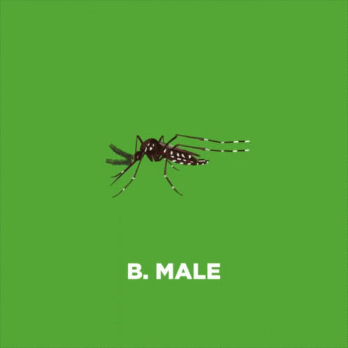 Red2mozzie Male GIF - Red2mozzie Male Mosquito GIFs