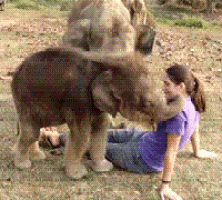 a woman in a purple shirt sits on the ground with an elephant standing behind her