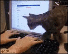 Cat Keyboard GIF - Cat Keyboard GIFs