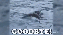 Bye Whale GIF - Bye Whale Goodbye GIFs