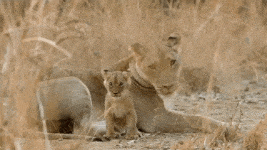 Wolvenseas Lioness Therian GIF