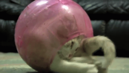 Get In Here GIF - Cats Tail Hamster Ball GIFs