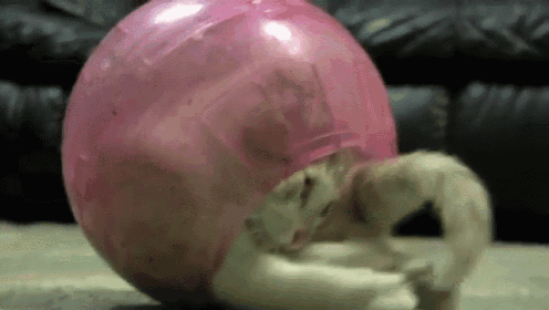 a kitten is playing with a pink ball on the floor