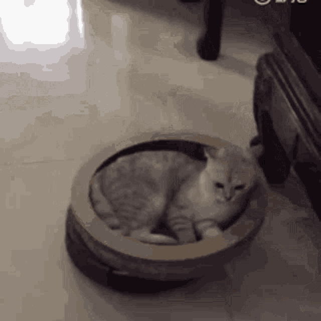 Roomba Cat GIF - Roomba Cat Squish GIFs