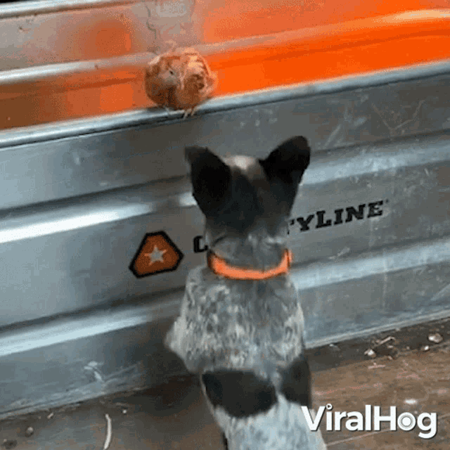 Barking Viralhog GIF - Barking Viralhog Bark Bark GIFs