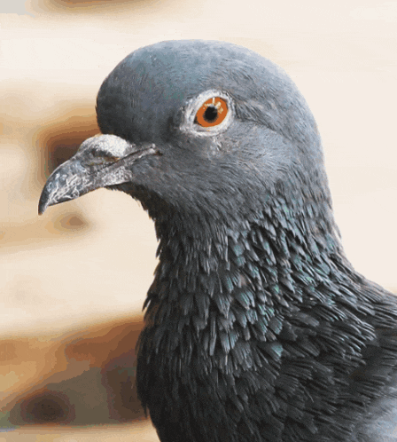 a close up of a pigeon 's head with a yellow eye