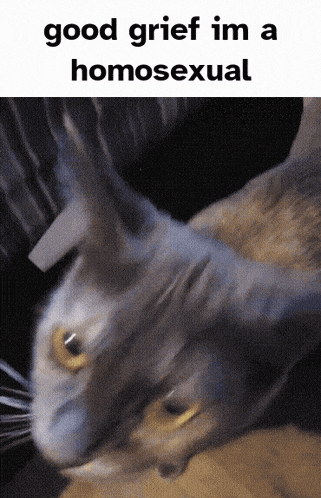 a picture of a cat with the words good grief im a homosexual