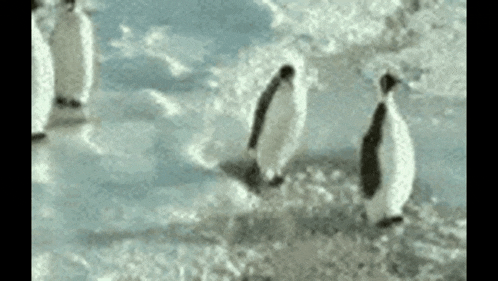 a group of penguins are walking on ice in the water .