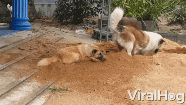Unhelpful Bother GIF - Unhelpful Bother Dogs GIFs