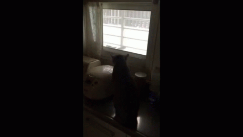 Mad Angry GIF - Mad Angry Cat GIFs