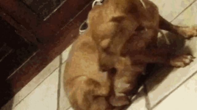 a brown dog is laying on a tiled floor with a rope around its neck .