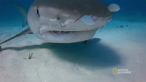 Hunting When Sharks Attack GIF - Hunting When Sharks Attack Nat Geo GIFs
