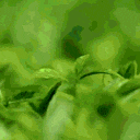 a close up of a green plant with a blurred background .