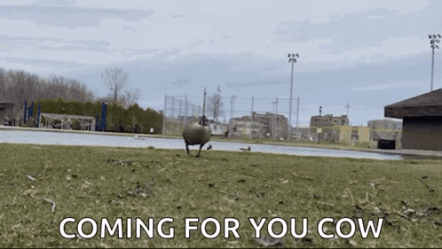 Goose Geese GIF - Goose Geese Angry Goose GIFs