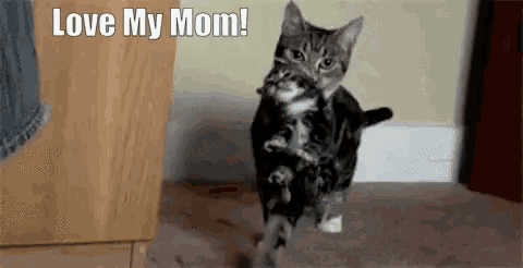 a cat is carrying a kitten in its mouth and says `` love my mom ''