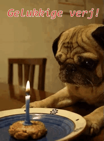 a pug dog looks at a birthday cake with a candle on it