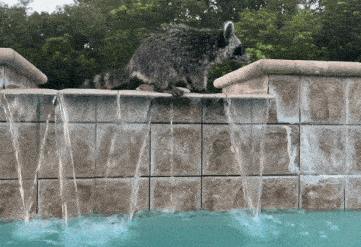a raccoon stands on a ledge overlooking a waterfall