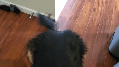 a dog is laying on a wooden floor and looking at the camera .