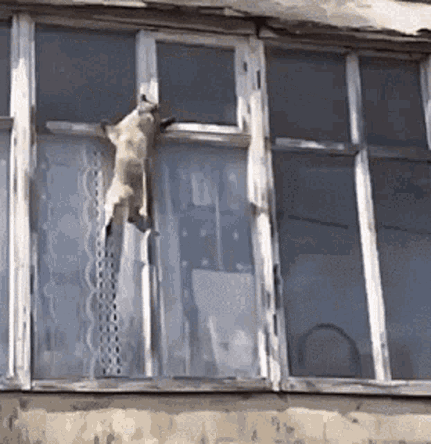 Cat Fight Clever GIF - Cat Fight Clever Window GIFs