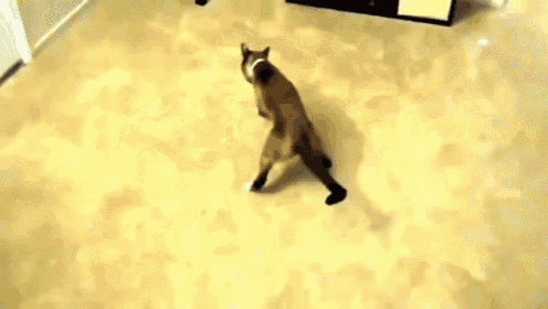 Tweaker Cat Tweaking Out GIF - Cat Funny Shake GIFs