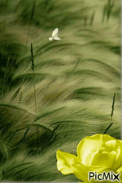 a bird is flying over a field of tall grass next to a yellow flower with picmix written on the bottom