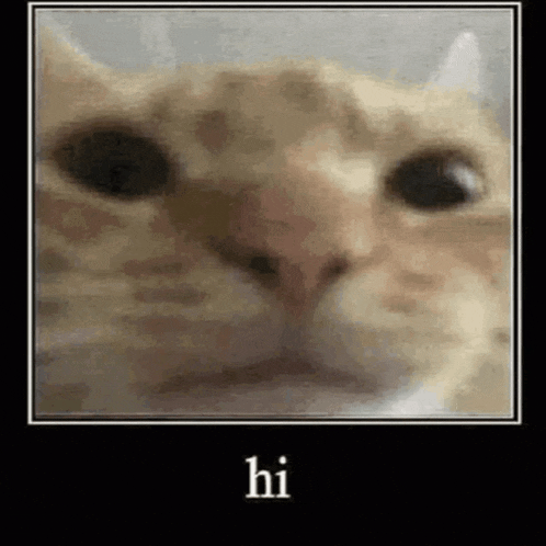 a close up of a cat 's face with the words `` hi '' written above it .