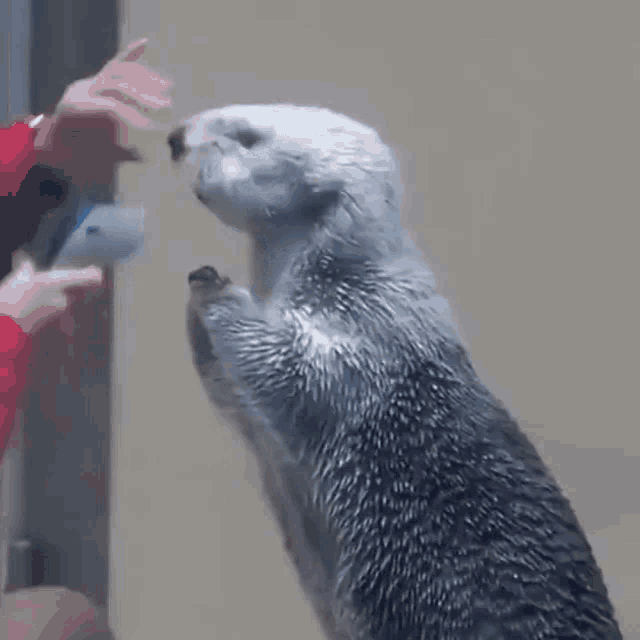 a sea otter is standing on its hind legs looking at a person .