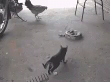 Scared Scary GIF - Scared Scary Kitten GIFs