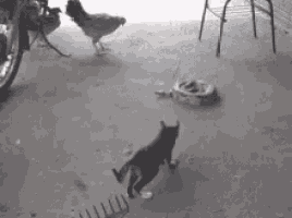 a black cat is standing next to a snake and a chicken in a garage .