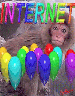 Internet Surprised Monkey GIF