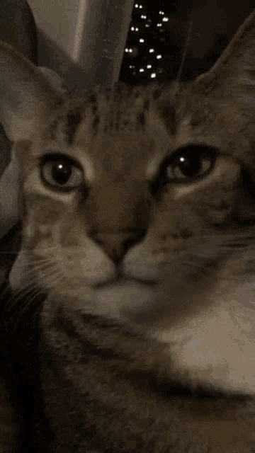 a close up of a cat 's face in front of a christmas tree