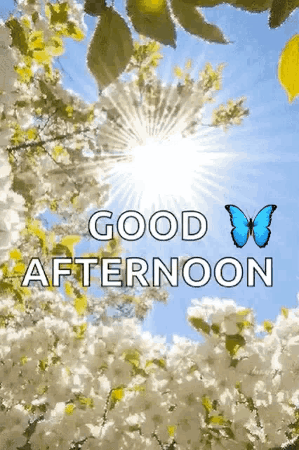 a good afternoon greeting card with a butterfly and the sun shining through the trees