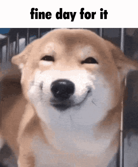 Doge Fine Day For It GIF - Doge Fine Day For It Doge Meme GIFs