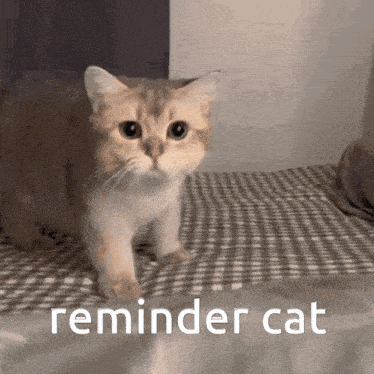 Cat Reminder GIF - Cat Reminder GIFs