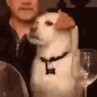 a man and a dog are sitting at a table with wine glasses . the dog is wearing a bow tie .