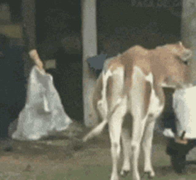 a brown and white cow standing in a grassy field