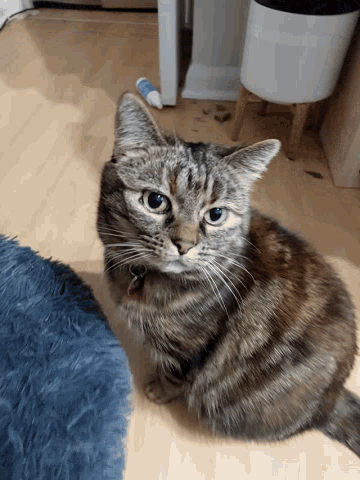 Tink C Cat Tabby Crazy GIF - Tink C Cat Tabby Crazy GIFs