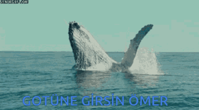 a picture of a whale in the ocean with the words gotune girsin omer on the bottom