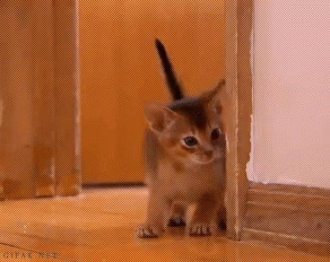 Shy Kitten GIF - Shy Kitten Kitty GIFs