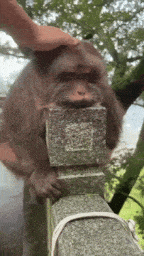 a person petting a monkey on a stone ledge