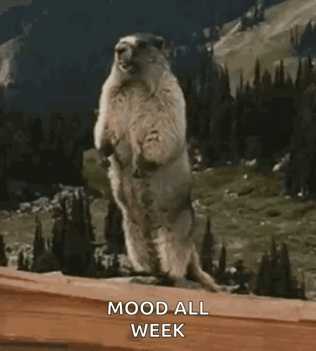 a groundhog standing on its hind legs with the words " mood all week " below it