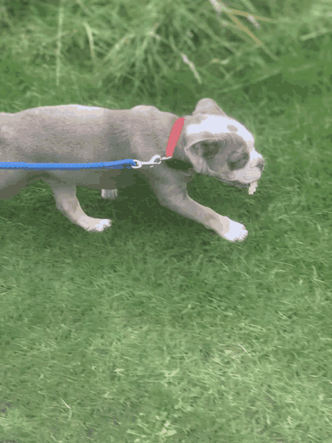 a dog with a red collar is walking on a leash in the grass