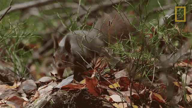 Moving Slowly Wild Nordic GIF - Moving Slowly Wild Nordic Sneaking GIFs