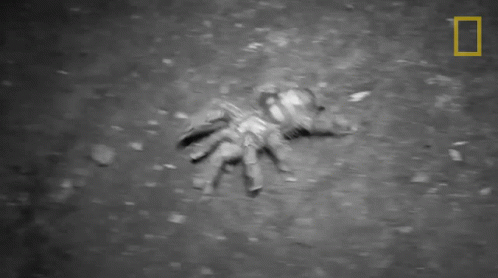 Tarantula Primal Survivor GIF - Tarantula Primal Survivor Crawling GIFs