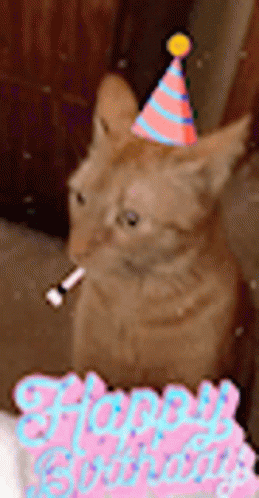 Funny Cats GIF - Funny Cats Happy GIFs