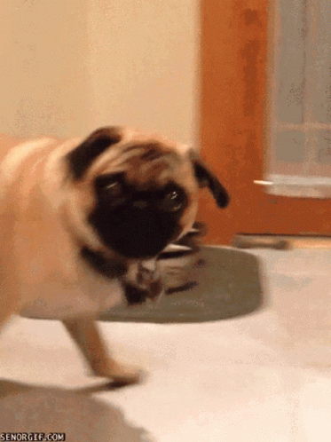 Pug Mops GIF - Pug Mops Are You Talking To Me GIFs